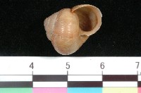 藏品(球蝸牛)的圖片